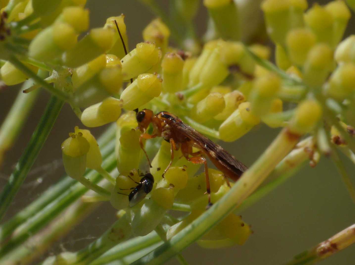 Piccoli Braconidae